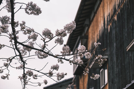 八幡堀、美しい桜が咲き誇る時代劇のロケ地にも頻繁に使用される歴史的なスポット、滋賀、日本