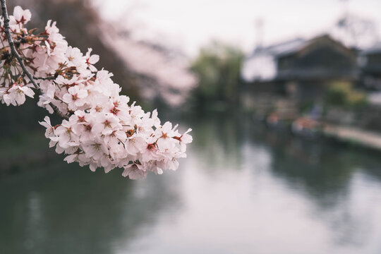 八幡堀、美しい桜が咲き誇る時代劇のロケ地にも頻繁に使用される歴史的なスポット、滋賀、日本