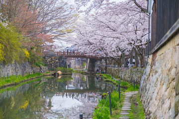 Obraz premium 八幡堀、美しい桜が咲き誇る時代劇のロケ地にも頻繁に使用される歴史的なスポット、滋賀、日本