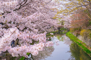 八幡堀、美しい桜が咲き誇る時代劇のロケ地にも頻繁に使用される歴史的なスポット、滋賀、日本 © shun