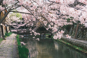 Naklejka premium 八幡堀、美しい桜が咲き誇る時代劇のロケ地にも頻繁に使用される歴史的なスポット、滋賀、日本