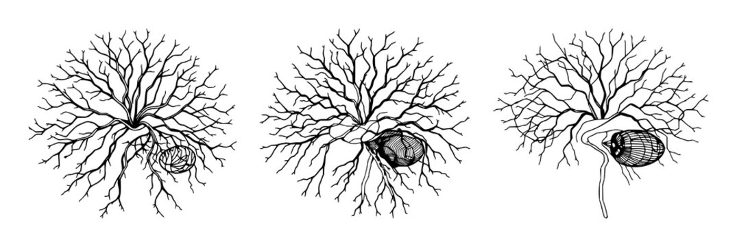 Neural network set with intricate human neural network featuring elegant line art, neurology, white background with sophistication and precision