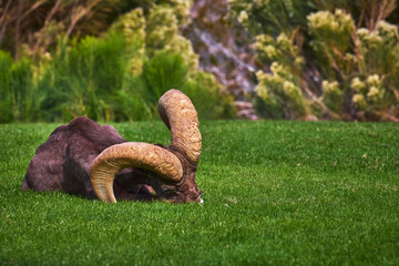 Obraz premium Bighorn Sheep Resting on Green Grass in Hemenway Park Nevada Wildlife Scene