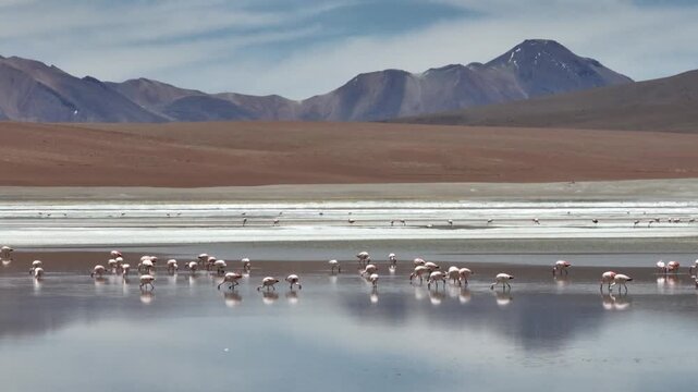 Aerial view of pink flamingos gathered on a high-altitude lagoon in Bolivia&rsquo;s Sud L&iacute;pez region, surrounded by volcanic landscapes and the Andes.