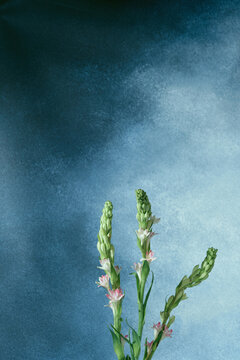 Pink tuberose stems with buds and blossoms on green stalks against textured blue background