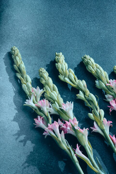 Pink tuberose stems with buds and blossoms arranged on textured blue surface with soft shadows