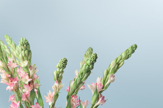 Pink tuberose flower stems with buds and blossoms on green stalks against soft blue background