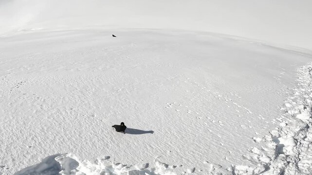Alpine jackdaw runs on white snow in the mountains. Mera Peak trek. Black bird approaches the camera on snow. Nature of the Himalayas. Alpine jackdaws live in high mountain areas