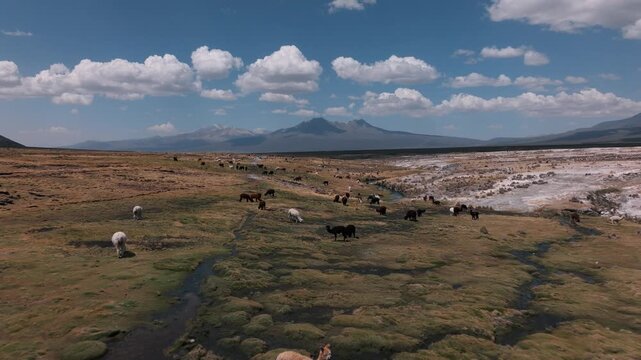 Aerial view of alpacas grazing across the vast high-altitude grasslands of Sajama National Park, surrounded by the dramatic landscapes of the Bolivian Andes.