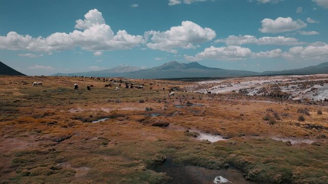 Aerial view of alpacas grazing across the vast high-altitude grasslands of Sajama National Park, surrounded by the dramatic landscapes of the Bolivian Andes.