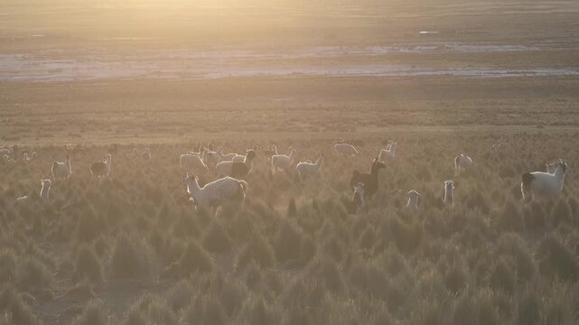 Aerial sunset over Sajama plains in Bolivia, warm golden light illuminating vast Altiplano landscape. Minimalist scenery with long shadows and dramatic sky.