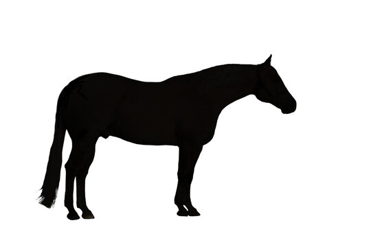 silhouette of a quarter horse profile 