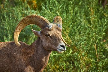 Obraz premium Bighorn Sheep Close Up with Curved Horns in Green Natural Habitat