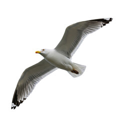 Obraz premium Seagull flying wings spread white background