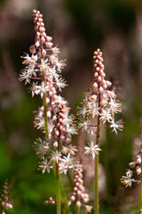 Obraz premium Pink tiarella woodland perennial flower