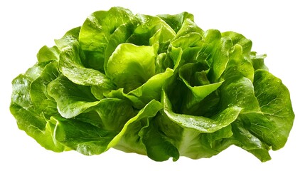 Fresh Butter Lettuce Head Isolated on White Background.