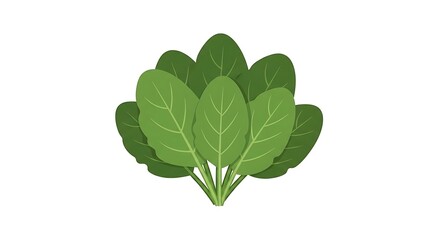 Green leafy vegetable illustration.