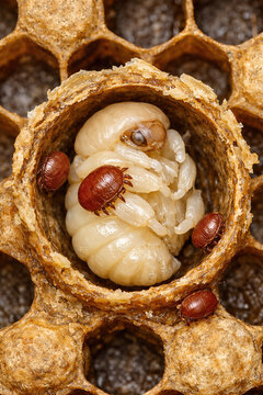 Multiple Varroa Mites on Honey Bee Pupa in Open Cell