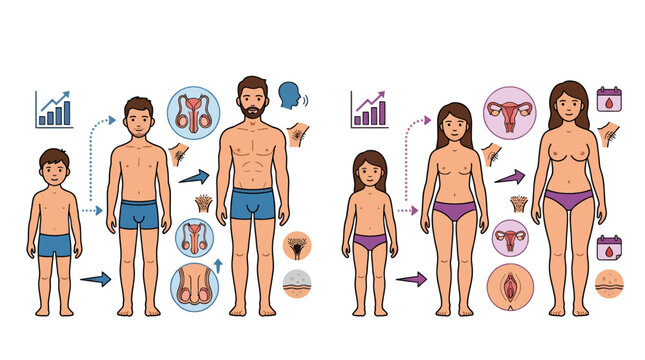 Puberty and Anatomical Changes in Males and Females A Visual Guide