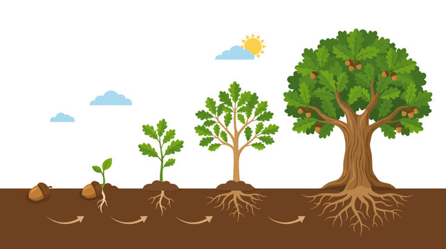 Oak Tree Growth Stages From Acorn to Mature Tree with Deep Roots