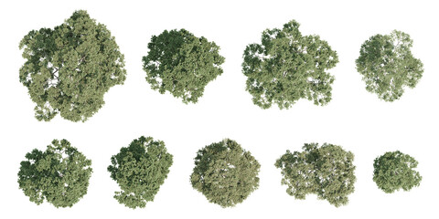 Top View Pinus sylvestris Tree Botanical Garden Asset on Transparent Background, Realistic 2D Plant Landscape Element with Detailed 3D Render Illustration © Sandy