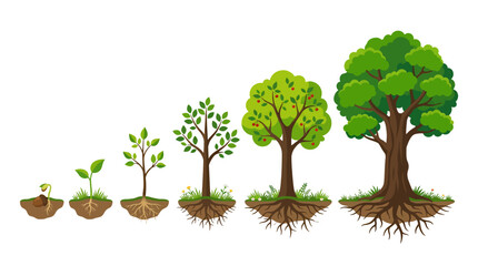 Obraz premium Flat vector illustration of plant growth stages, from seedling to mature tree
