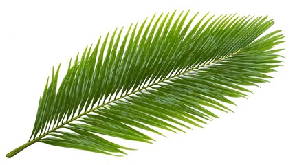 Obraz premium A Single Green Palm Frond Leaf Isolated on a White Background.