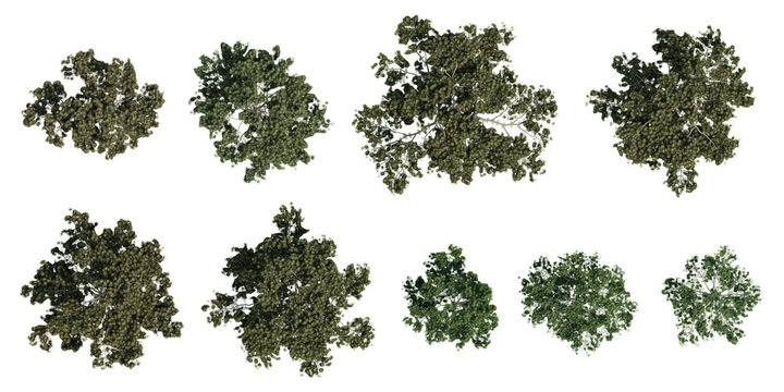 Set of Top View Pinus tabuliformis Tree Landscape Element on Transparent Background, Realistic 2D Plant Asset with Professional 3D Render Illustration