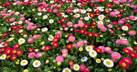 Gänseblümchen  © brudertack69