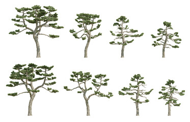 Fototapeta premium Pinus thunbergii Tree Isolated on Transparent Background, Detailed Botanical Element for Landscape Architecture Projects, High Resolution 3D Render Illustration for Garden Visualization