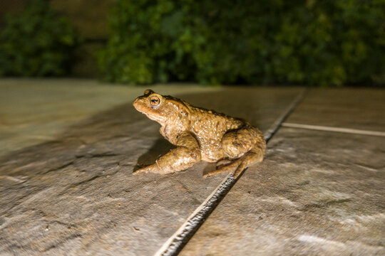 Erdkr&ouml;te (Bufo bufo)