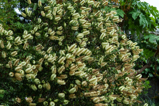 The plant Callistemon. The inflorescences consist of long stamens forming fluffy yellow cylindrical shapes. An evergreen shrub.