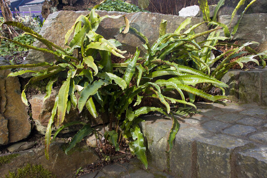 Hirschzungenfarn (Asplenium scolopendrium)