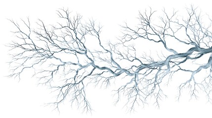 Obraz premium Bare Tree Branches Against a White Sky.