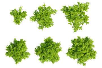 Obraz premium Top View of Citrus Limon Tree Botanical Landscape PNG with Transparent Background Showing Lush Green Lemon Tree Canopy Full of Fresh Fruit