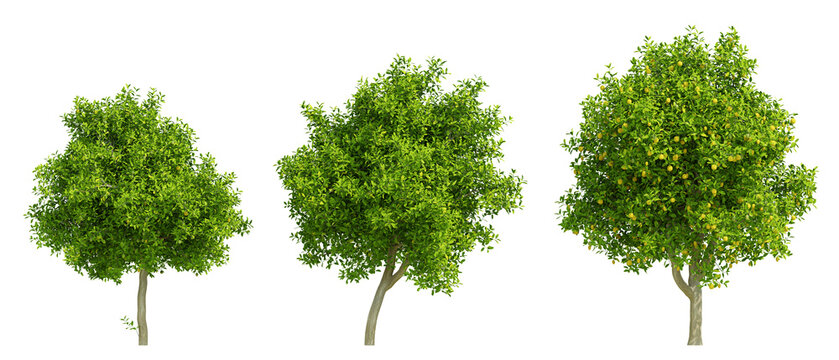 Lush Lemon Orchard Style Citrus Limon Trees in Detailed 3D Render Illustration Isolated on Transparent Background with Rich Green Foliage and Yellow Fruit
