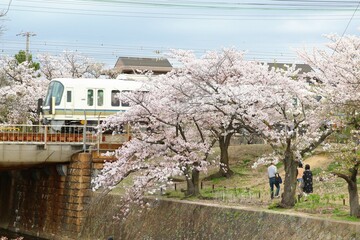 満開の桜並木の下を走る日本の電車
