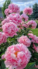 Pink Peonies Blooming in a Garden