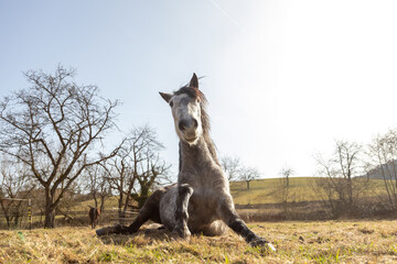 Pferd steht auf © Nadine Haase
