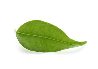 Obraz premium One fresh green citrus leaf isolated on white
