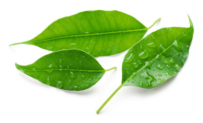 Obraz premium Fresh green citrus leaves with water drops isolated on white