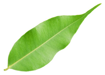 Obraz premium One fresh green citrus leaf isolated on white