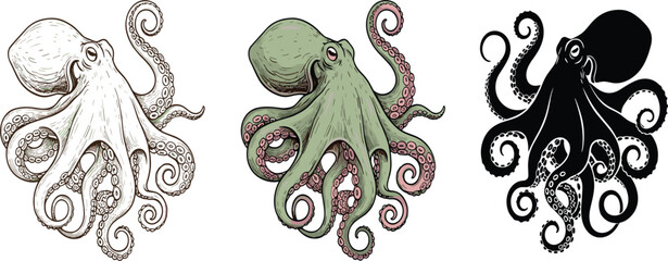 Set of three octopus illustrations featuring a detailed hand-drawn sketch, a vintage green and pink colored version, and a solid black silhouette. © Selim Studio