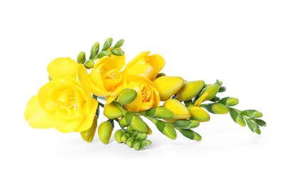 Beautiful yellow freesia flowers isolated on white