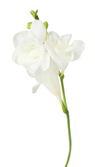 Beautiful tender freesia flowers isolated on white