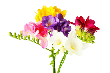 Fototapeta premium Many beautiful freesia flowers isolated on white