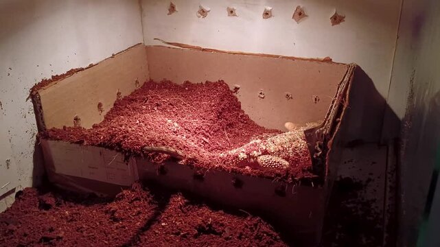 the egg-laying process of a female desert lizard, namely a red Bearded Dragon, in a cage
