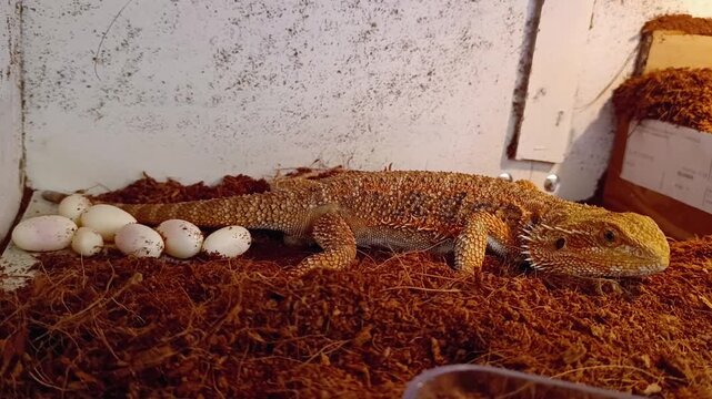 A female bearded dragon is laying eggs in her enclosure. The Pogona vitticeps species is a primitive reptile that lives in Australia's desert wildlife habitat. It can be kept as a pet.
