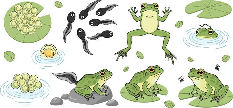 Educational vector illustration set showing frog life cycle from eggs and tadpoles to adult frogs on lily pads isolated on white background.