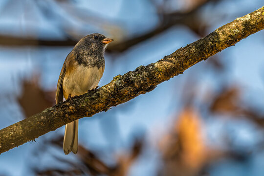 Dark-eyed junco perched in a tree.